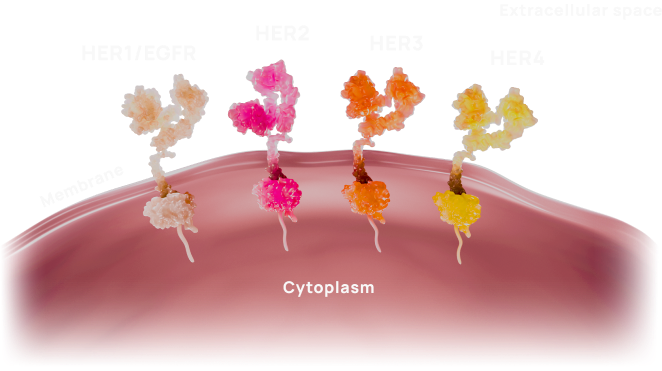 The HER family of receptor tyrosine kinases